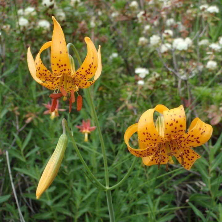 Lilium kelleyanum SEINet Arizona Chapter Lilium kelleyanum