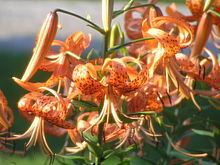 Lilium lancifolium httpsuploadwikimediaorgwikipediacommonsthu