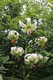 Lilium ledebourii httpsuploadwikimediaorgwikipediacommonsthu