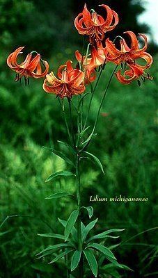 Lilium michiganense wisfloraherbariumwisceduspecimagesphotosLIL
