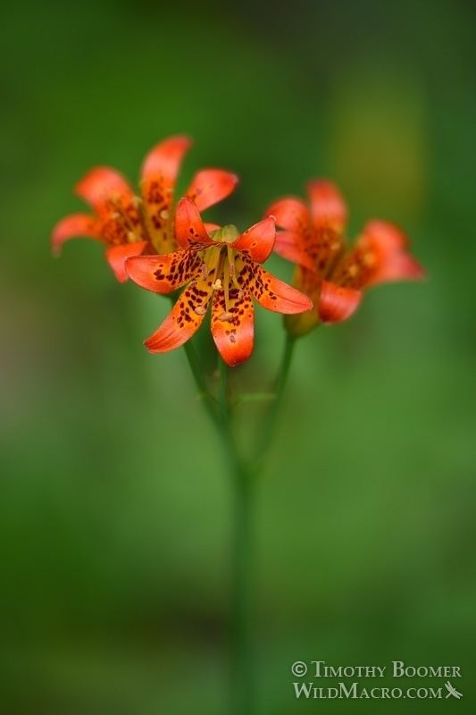 Lilium parvum Sierra Tiger Lily Lilium parvum Wildflower Pictures Wild Macro