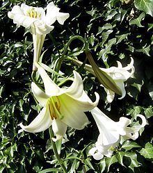 Lilium philippinense httpsuploadwikimediaorgwikipediacommonsthu