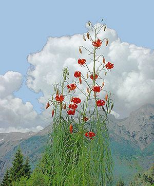 Lilium pumilum httpsuploadwikimediaorgwikipediacommonsthu
