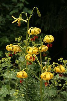 Lilium pyrenaicum httpsuploadwikimediaorgwikipediacommonsthu