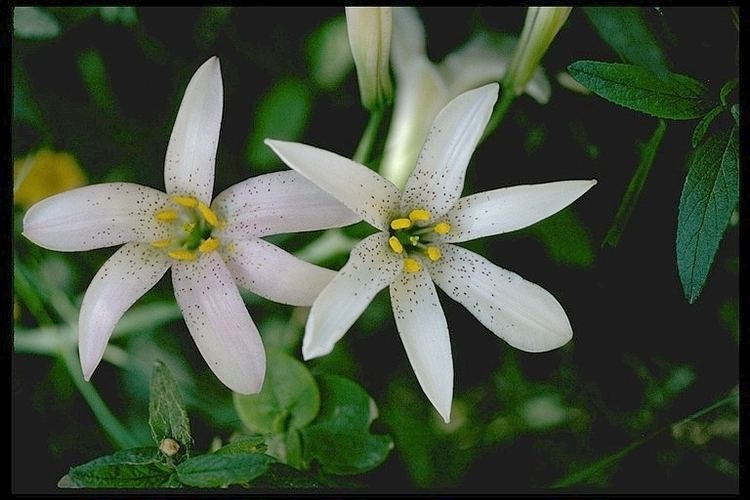 Lilium rubescens httpsuploadwikimediaorgwikipediacommons00