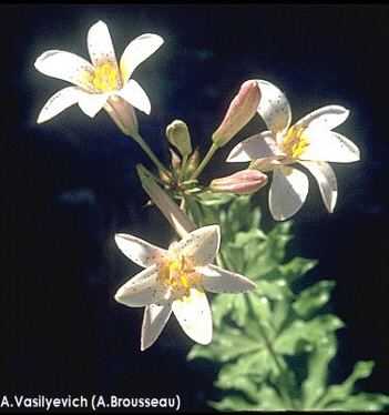 Lilium rubescens rubescens1jpg