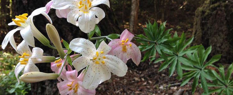 Lilium rubescens Redwood Lily Lilium rubescens