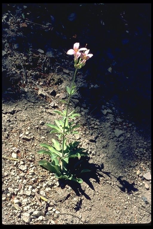 Lilium rubescens CalPhotos