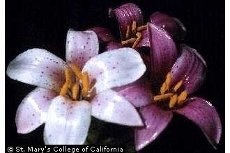 Lilium rubescens Plants Profile for Lilium rubescens redwood lily