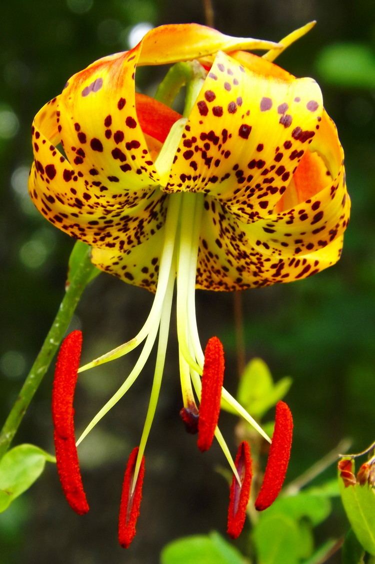 Lilium superbum FileLilium superbum Turk39s Cap Lilyjpg Wikimedia Commons