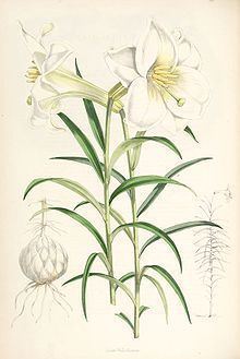 Lilium wallichianum httpsuploadwikimediaorgwikipediacommonsthu