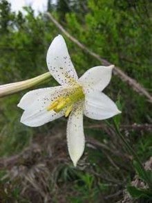 Lilium washingtonianum httpsuploadwikimediaorgwikipediacommonsthu