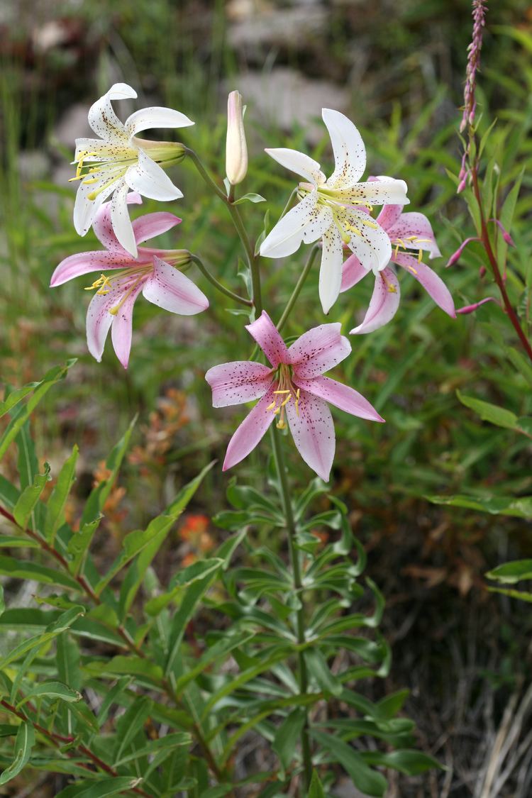 Lilium washingtonianum Lilium washingtonianum purpurascens Washington Lily