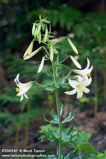 Lilium washingtonianum Lilium washingtonianum Washington lily Wildflowers of the