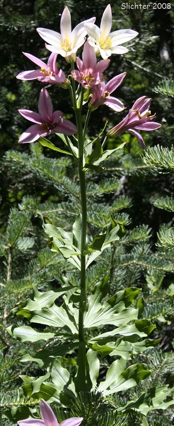 Lilium washingtonianum Lily Shasta Lily Lilium washingtonianum Synonyms Lilium