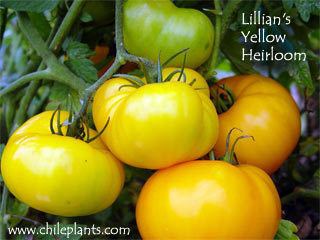 Lillian's Yellow httpswwwchileplantscomimageschileslillians