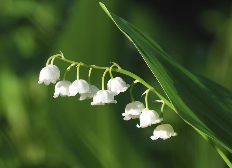 Lily of the valley Lily of the Valley Pet Poison Helpline