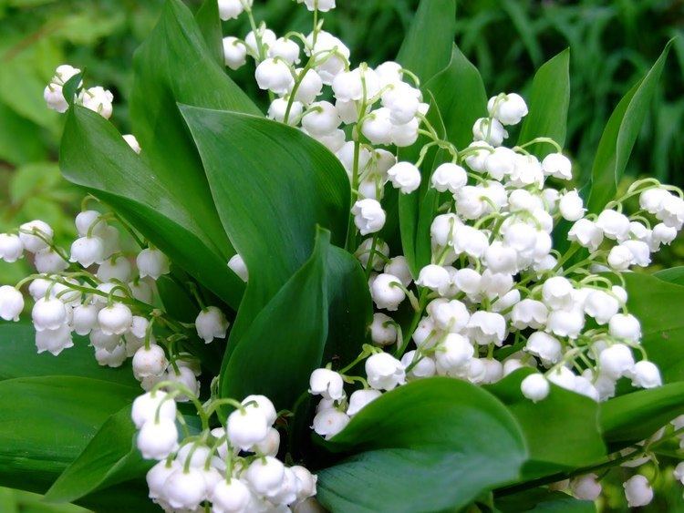Lily of the valley lily of the valley Auntie Dogma39s Garden Spot