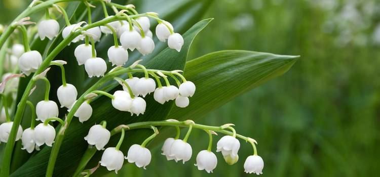 Lily of the valley 10 Amazing Health Benefits Of Lily Of The Valley