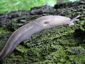 Limacidae Terrestrial Snails and Slugs
