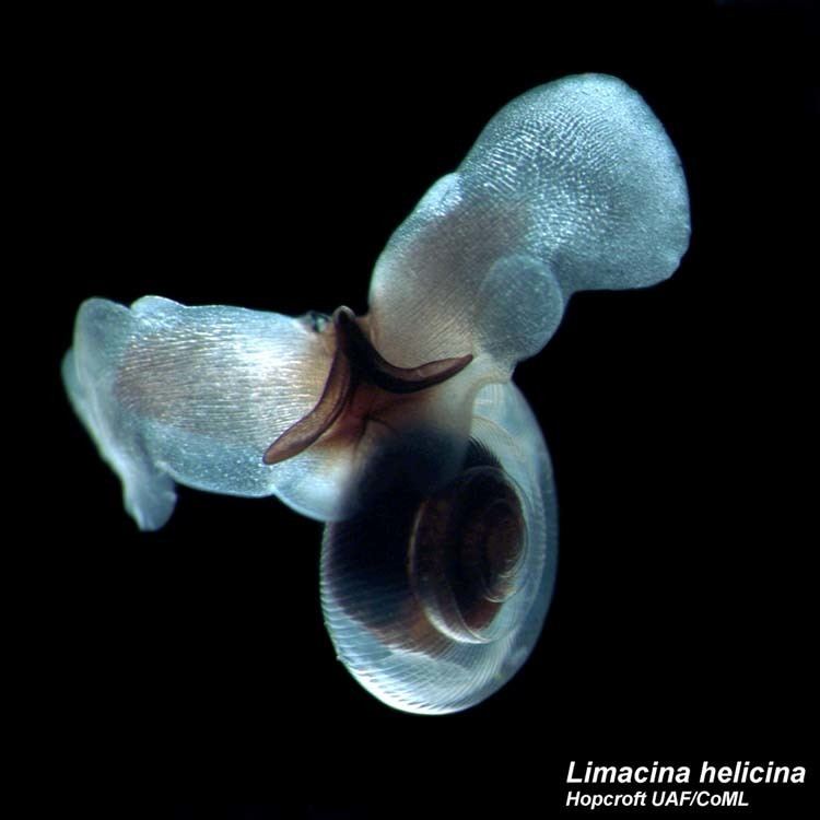 Limacina Limacina helicina Zooplankton Guide