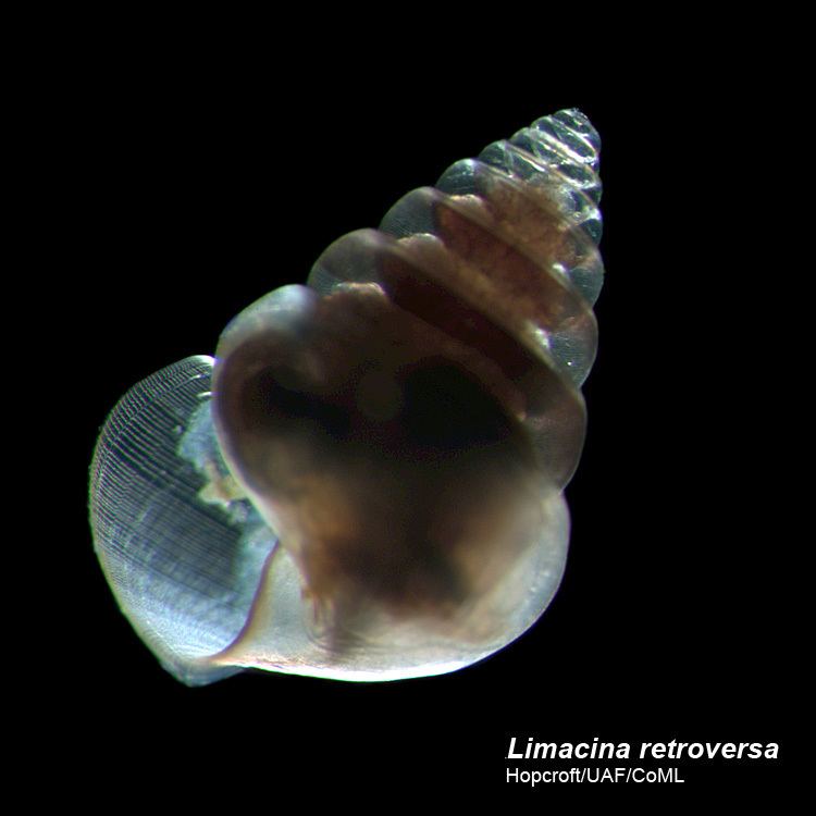 Limacina Limacina retroversa Arctic Ocean biodiversity