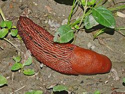 Limacinae httpsuploadwikimediaorgwikipediacommonsthu