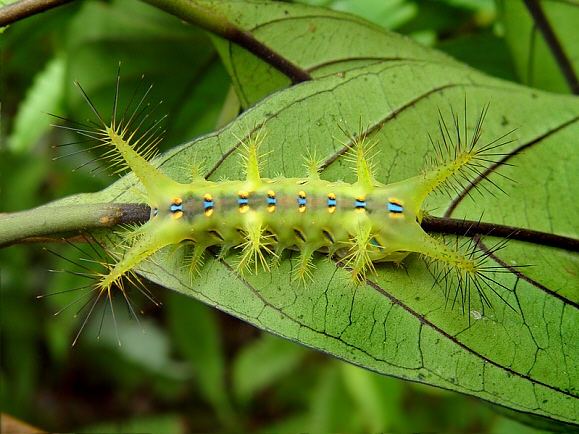 Limacodidae Caterpillars Limacodidae