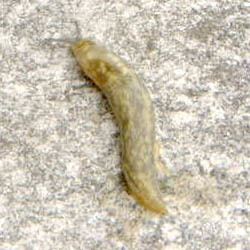 Limacus