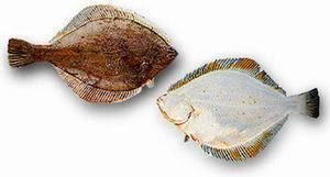 Limanda FAO Fisheries amp Aquaculture Species Fact Sheets Limanda aspera