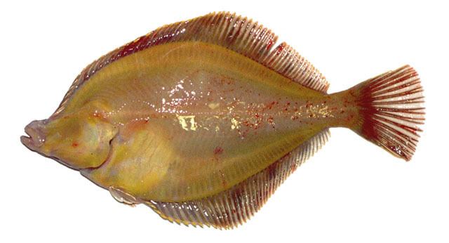 Limanda Fish Identification