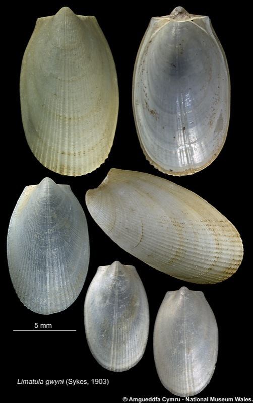 Limatula Limatula gwyni Sykes 1903 Marine Bivalve Shells of the British