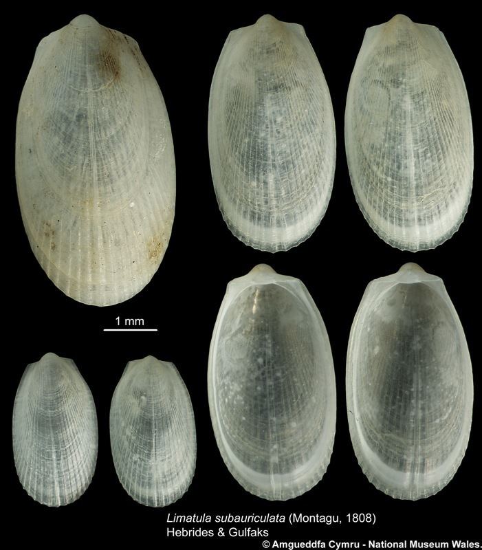 Limatula Limatula subauriculata Montagu 1808 Marine Bivalve Shells of