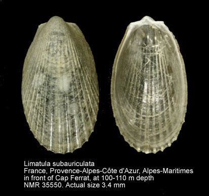 Limatula HomeNATURAL HISTORY MUSEUM ROTTERDAM Mollusca Bivalvia