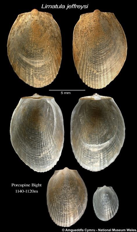 Limatula Limatula jeffreysi P Fischer 1882 Marine Bivalve Shells of the