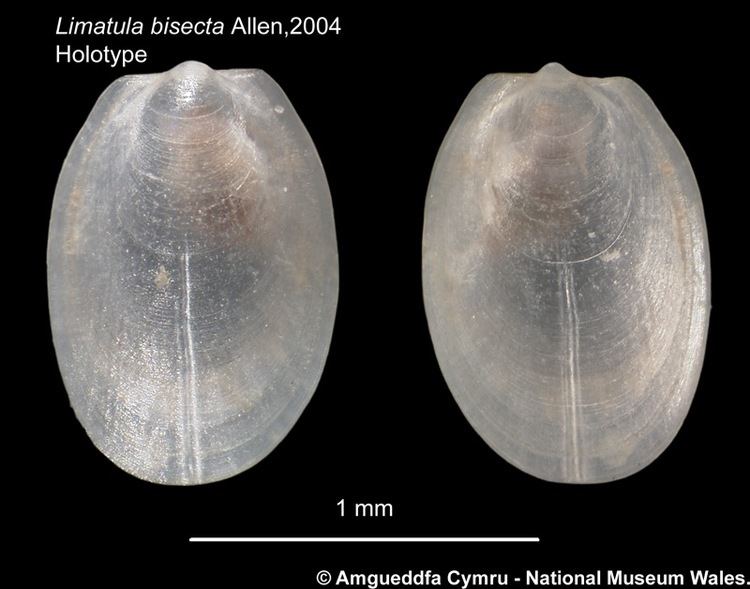 Limatula Limatula bisecta Allen 2004 Marine Bivalve Shells of the British
