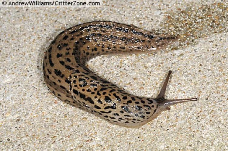 Limax Tiger Slug Limax maximus Works of the Creator An All Creatures