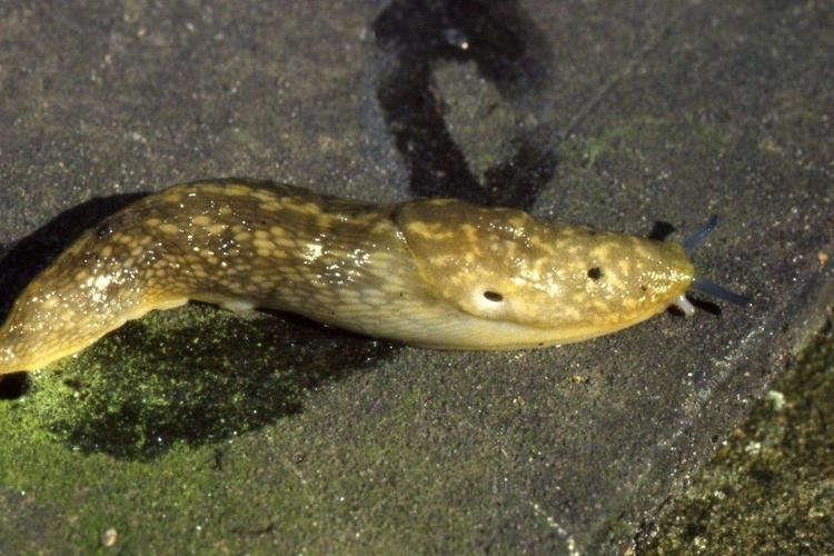 Limax flavus FileLimax flavusjpg Staffordshire Ecological Record