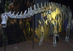 Limaysaurus Limaysaurus Wikipedia