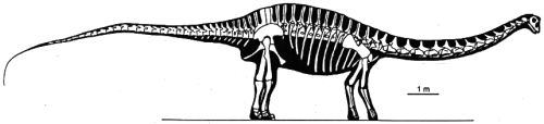 Limaysaurus Limaysaurus tessonei Palaeocritti a guide to prehistoric animals