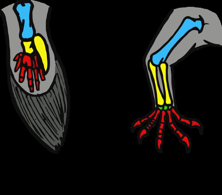 Limb (anatomy)