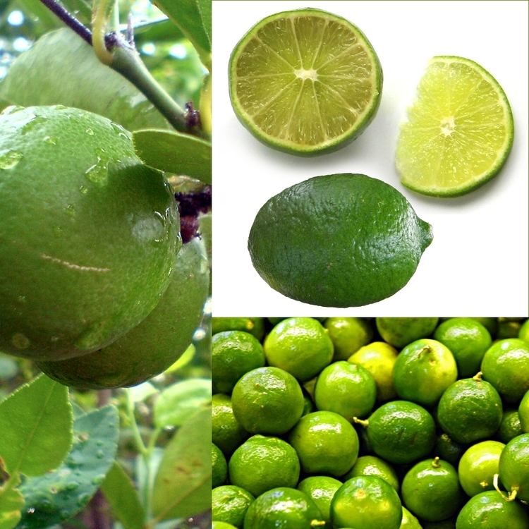 Lime production in Mexico
