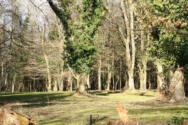 Limebreach Wood
