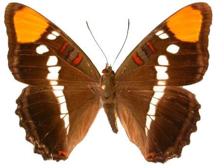 Limenitidinae The Nymphalidae Systematics Group