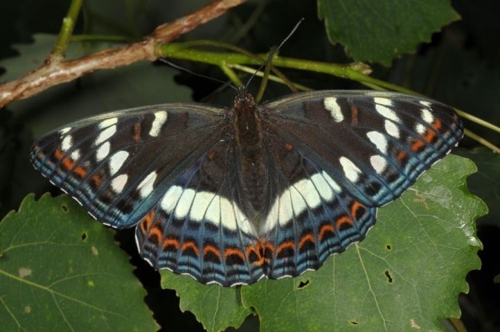 Limenitis European Lepidoptera and their ecology Limenitis populi