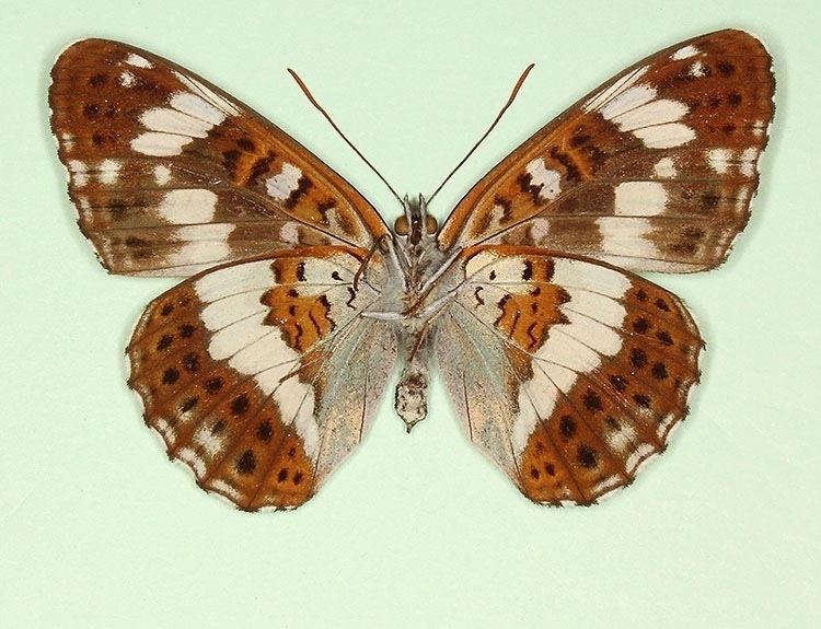 Limenitis camilla White Admiral Limenitis camilla butterfly aberrations