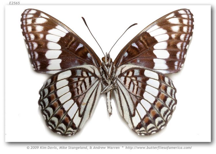 Limenitis weidemeyerii Limenitis weidemeyerii nevadae pinned specimens page 1