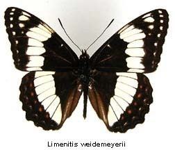 Limenitis weidemeyerii Limenitis weidemeyerii Weidemeyers Admiral Discover Life