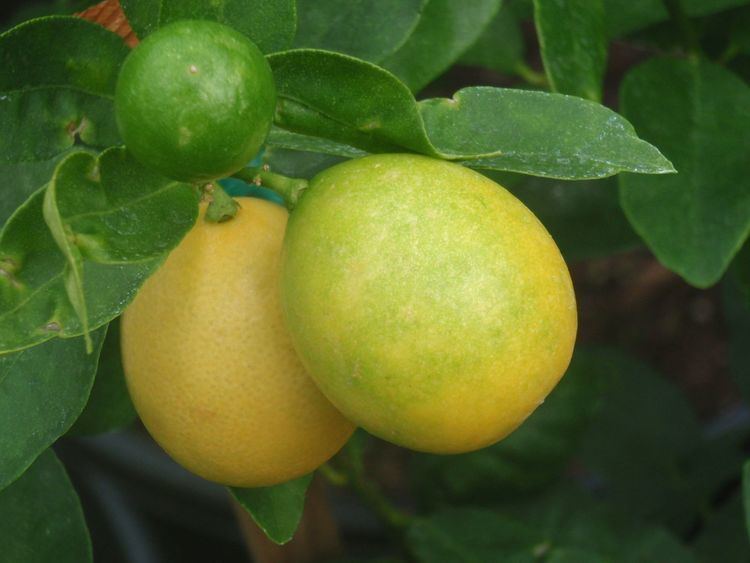 Limequat Citrus Pages Kumquats