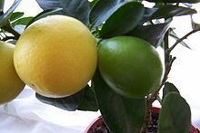 Limequat httpsuploadwikimediaorgwikipediacommonsthu